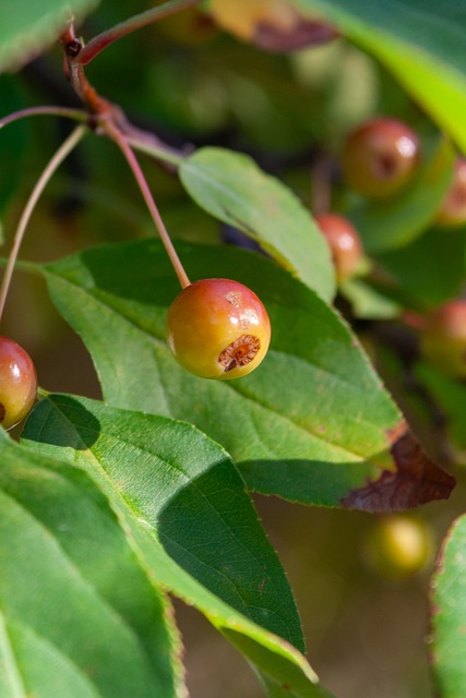 藍領中鋒 藍領中鋒